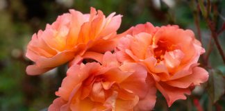 Цвет лета и счастья: 40 растений в оттенке года «персиковый пух» от Pantone
