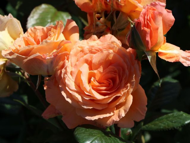 Роза кустовая «Бельведер» ('Belvedere')