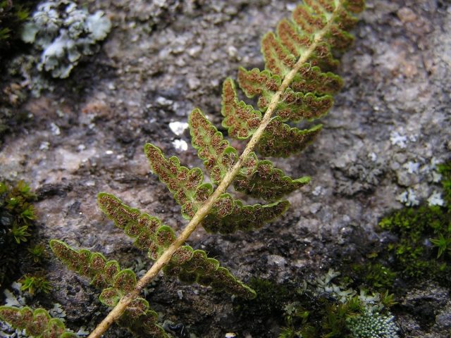 У малышки вудсии северной, или эльбской (Woodsia ilvensis) округлые сорусы на листовых пластинках щедро опушены волосками