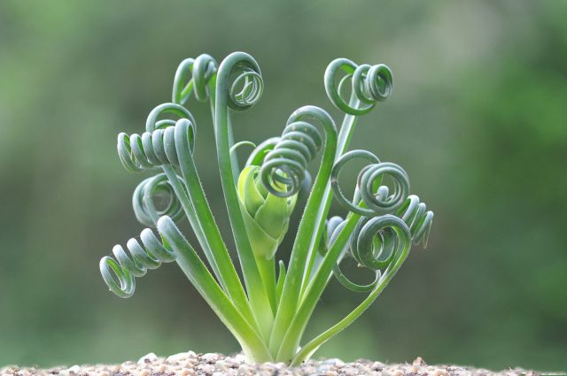 Альбука спиральная (Albuca spiralis)