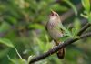 Датские орнитологи обнаружили причину, из-за которой птицы вынуждены петь каждый день.