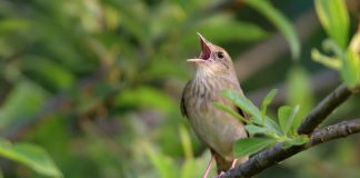 Датские орнитологи обнаружили причину, из-за которой птицы вынуждены петь каждый день.