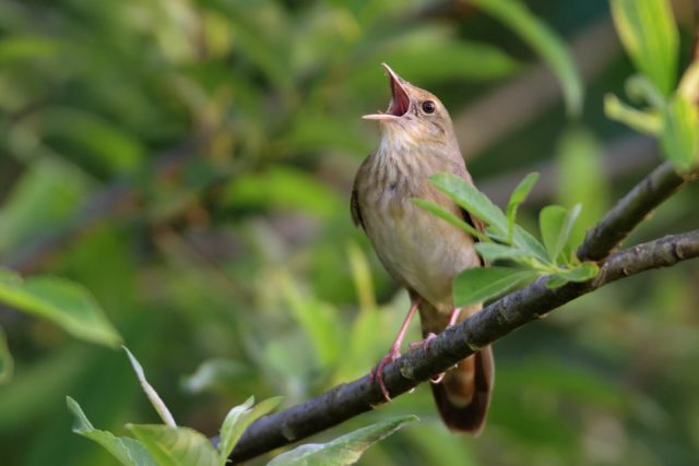 Орнитологи обнаружили причину, из-за которой птицы вынуждены петь каждый день