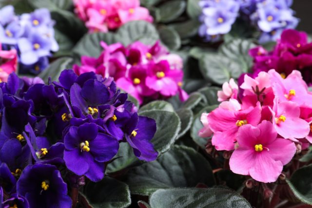 Если изначально, генетически, у сенполии фиалкоцветной были фиолетовые цветки, то в настоящее время можно встретить экземпляры с белыми, пурпурными и другими бутонами.