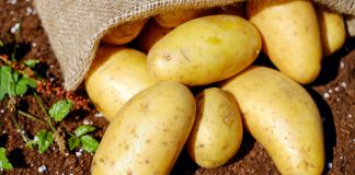 Как надежно защитить картофель от вредителей и парши