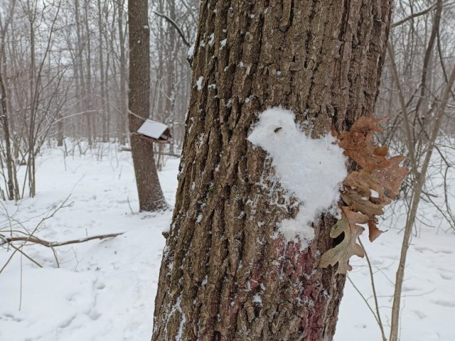 Зимой можно сходить в ближайший парк и придумать интересные занятия: покормить птиц, сделать смешные фигурки на деревьях из снега