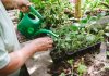 Как правильно удобрять рассаду — советы на каждую неделю жизни растений