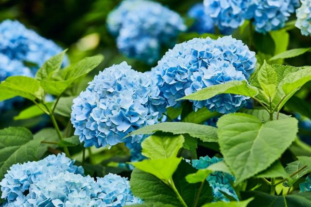 Кислота уксуса может превратить розовые соцветия таких гортензий в синие и голубые