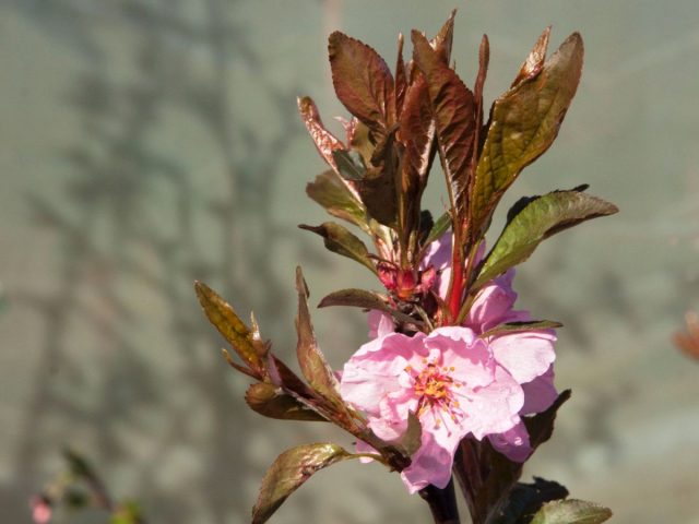 Миндале-персики весьма декоративны: сорт "Спринг Глоу" восхитителен весной в цвету, летом в плодах, осенью - в пламенеющей окраске листвы