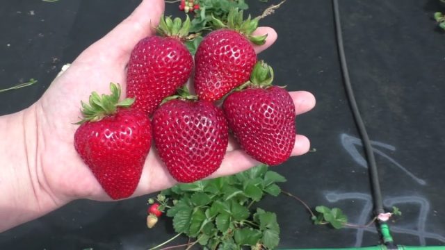У "Монтерей" довольно крупные ягоды — около 40 г, имеющие высокую дегустационную оценку