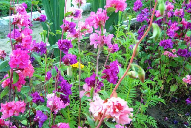 Кларкия - стройный однолетник с воронковидными или шаровидными цветками белого, розового, красного и лососевого цвета