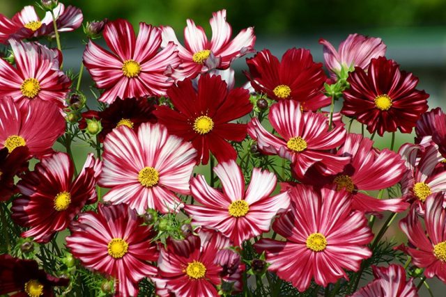 Космея переносит большинство типов почв, хорошо себя чувствует на ярком солнце и дает отличные цветы для срезки