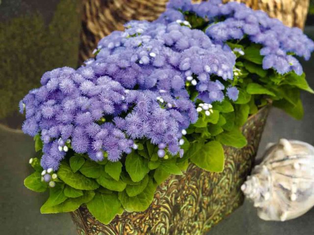 Агератум популярен благодаря низким ветвистым кустикам и пушистым сине-фиолетовым соцветиям