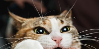Кошка меня не любит? 15 повадок кошачьих, показывающих привязанность питомца