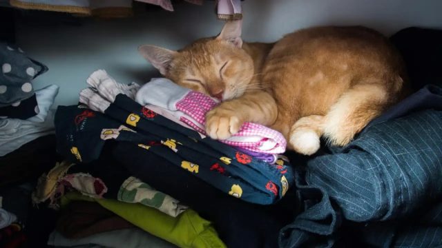 Когда кот спит на вашей одежде, он ощущает себя в полной безопасности рядом с вами