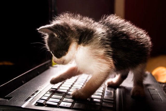 Если кот лёг на клавиатуру вашего ноутбука, не злитесь, ведь у вас есть любящий питомец
