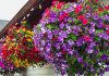 Лучшие цветы для выращивания в подвесных кашпо — подсказки по уходу