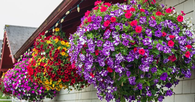 Лучшие цветы для выращивания в подвесных кашпо — подсказки по уходу