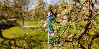 Надежная защита урожая — правила обработки плодовых деревьев от вредителей и болезней