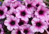 Неотразимая сортосерия петуний «Тайдал Вейв» — особенности сорта и ухода за цветком