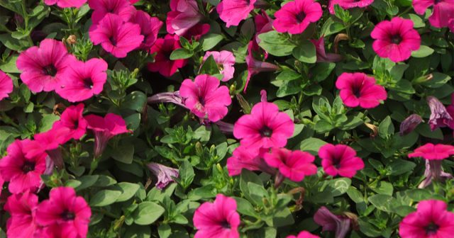 Петуния "Тайдал Вейв Хот Пинк" покрыта потрясающими ярко-розовыми цветками трубчатой формы с середины весны до начала осени