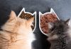 Невидимая болезнь кошек: как распознать авитаминоз и что делать