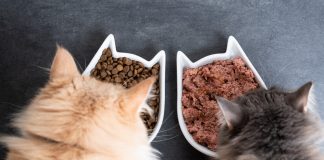 Невидимая болезнь кошек: как распознать авитаминоз и что делать