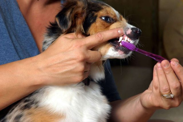 Как и людям, собакам также нужно чистить зубы как минимум раз в день