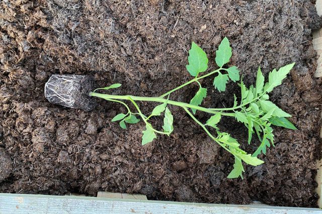 В траншее размещают не только корень, но и две трети стебля томата, сначала удалив листья с той части, что будет находиться под землёй