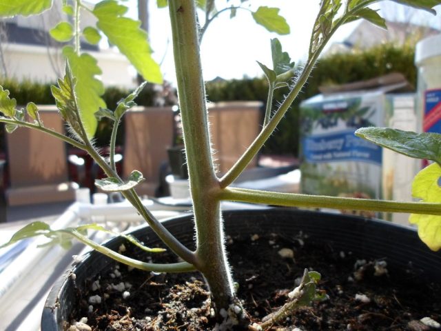 На кусте томата оставляют несколько пасынков, которые используют для образования мощной корневой системы