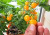 Правила выращивания томатов в комнатных условиях — получаем урожай даже без дачи