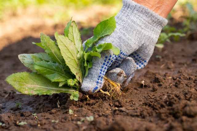 Прополка сорняков в прошлом: как гербициды экономят ваше время без вреда для почвы