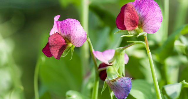 Цветки сортового душистого горошка поражают своей разнообразной окраской – от белоснежной до фиолетовой и тёмно-бордовой