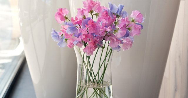 Замечено, что душистый горошек обильнее и дольше цветет, если срезать часть цветов для букетов