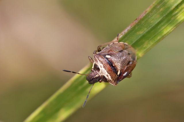 Черепашка вредная (Eurygaster integriceps)