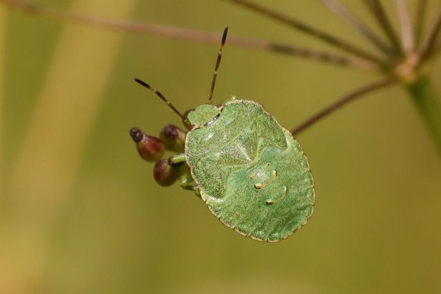 Щитник зеленый древесный (Palomena prasina)