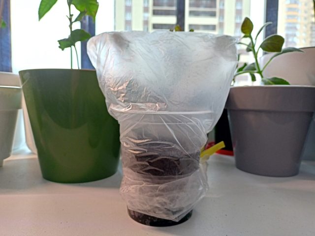 Как только ростки начнут упираться в крышку, убираем её и надеваем прозрачный целлофановый пакет