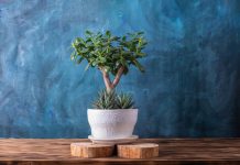 Станьте творцом: как легко вырастить бонсай из обычного денежного дерева