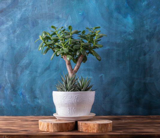 Станьте творцом: как легко вырастить бонсай из обычного денежного дерева