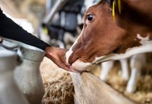 Стоит ли заводить корову — разбираемся в преимуществах и недостатках буренки