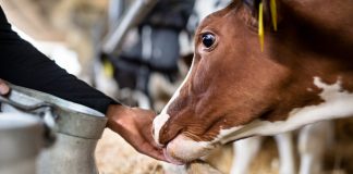 Стоит ли заводить корову — разбираемся в преимуществах и недостатках буренки