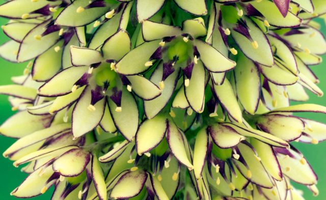 Цветки эукомиса двуцветного «Джерандет» (Eucomis bicolor ‘Gerandete’) зелено-белые с фиолетовыми краями