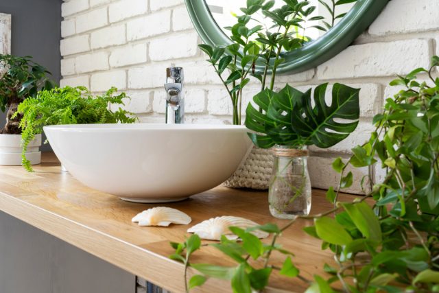 12 лучших растений для ванной комнаты - выбираем правильно