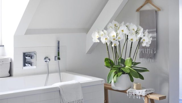 Многие из орхидей идеально подходят для выращивания в ванных комнатах, если там достаточно тепло