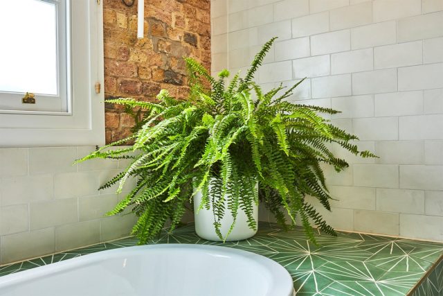 Многие папоротники служат отличными комнатными растениями и хорошо выдерживают колебания температуры и влажности в ванной