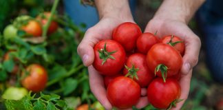 Забудьте о зеленых томатах: как ускорить созревание плодов в огороде