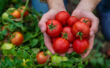 Забудьте о зеленых томатах: как ускорить созревание плодов в огороде