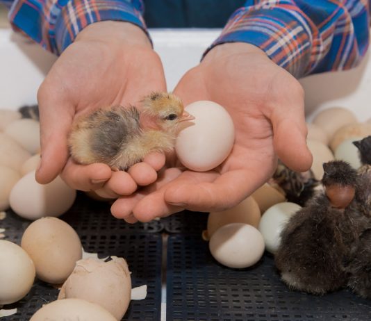 Залог здоровых цыплят: все об инкубации яиц