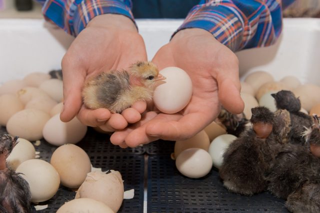Залог здоровых цыплят: всё об инкубации яиц