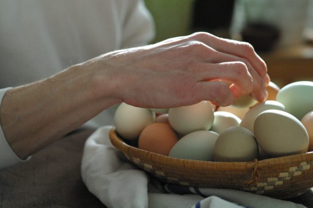 Для лучшей выводимости яйца необходимо собирать сразу после снесения и откладывать на хранение при правильной температуре